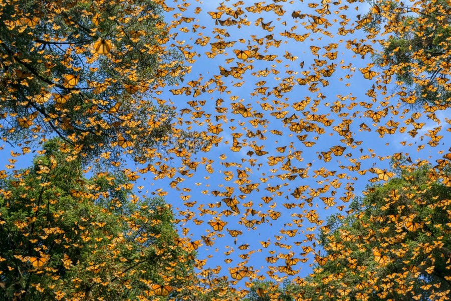 Looking up through treetops, hundreds of butterflies fill the sky.