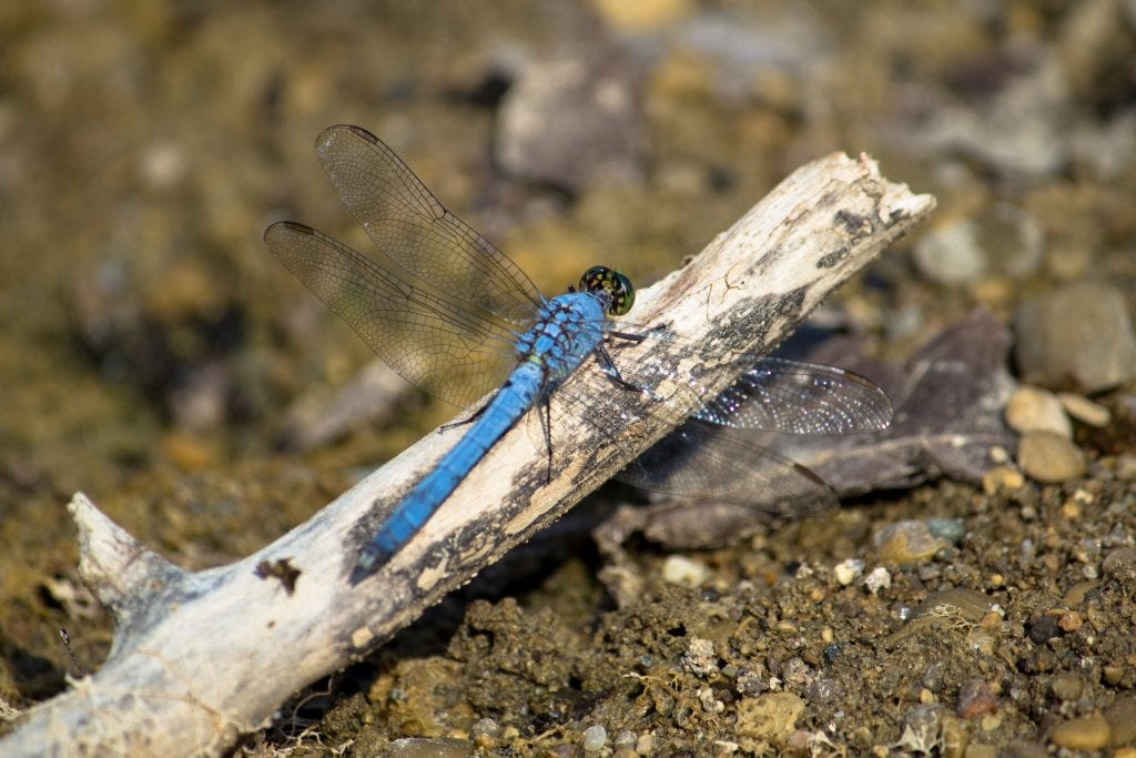 Ohio Dragonfly 