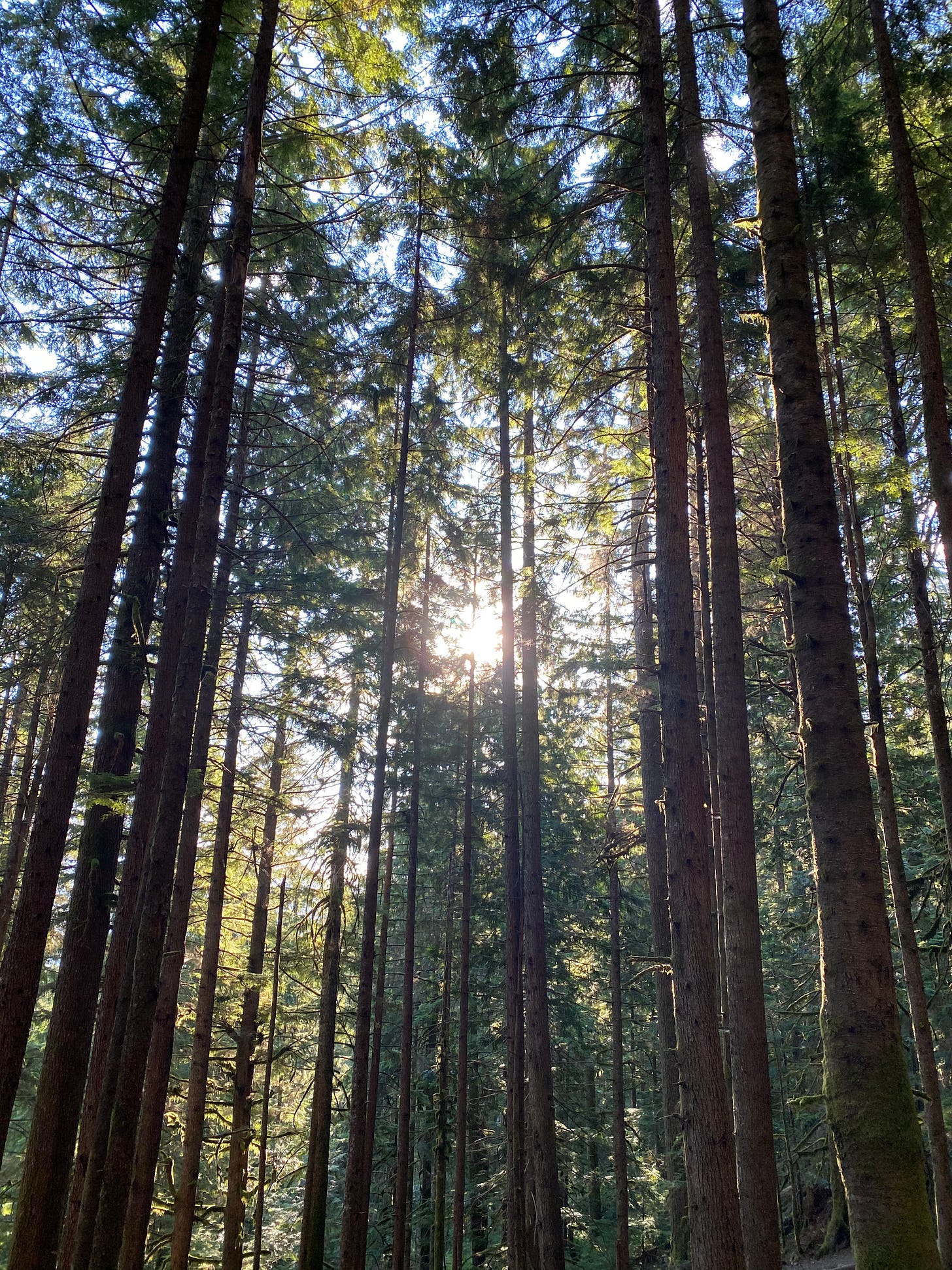 Evergreen trees growing close together with the sun shining through.
