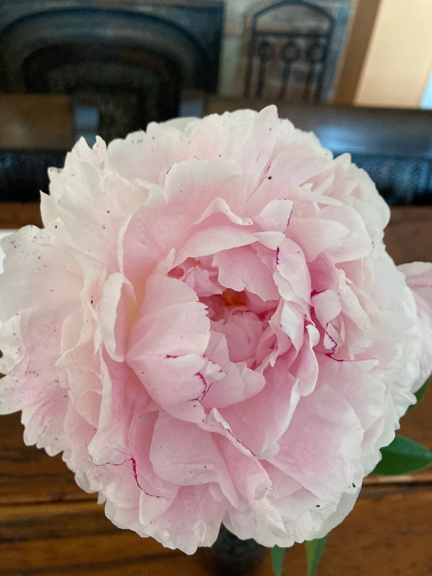 A light, pink peony bloom, speckled with dirt