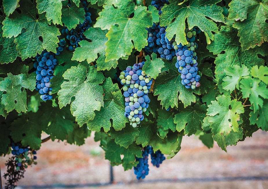 Barkan's cabernet sauvignon grapes