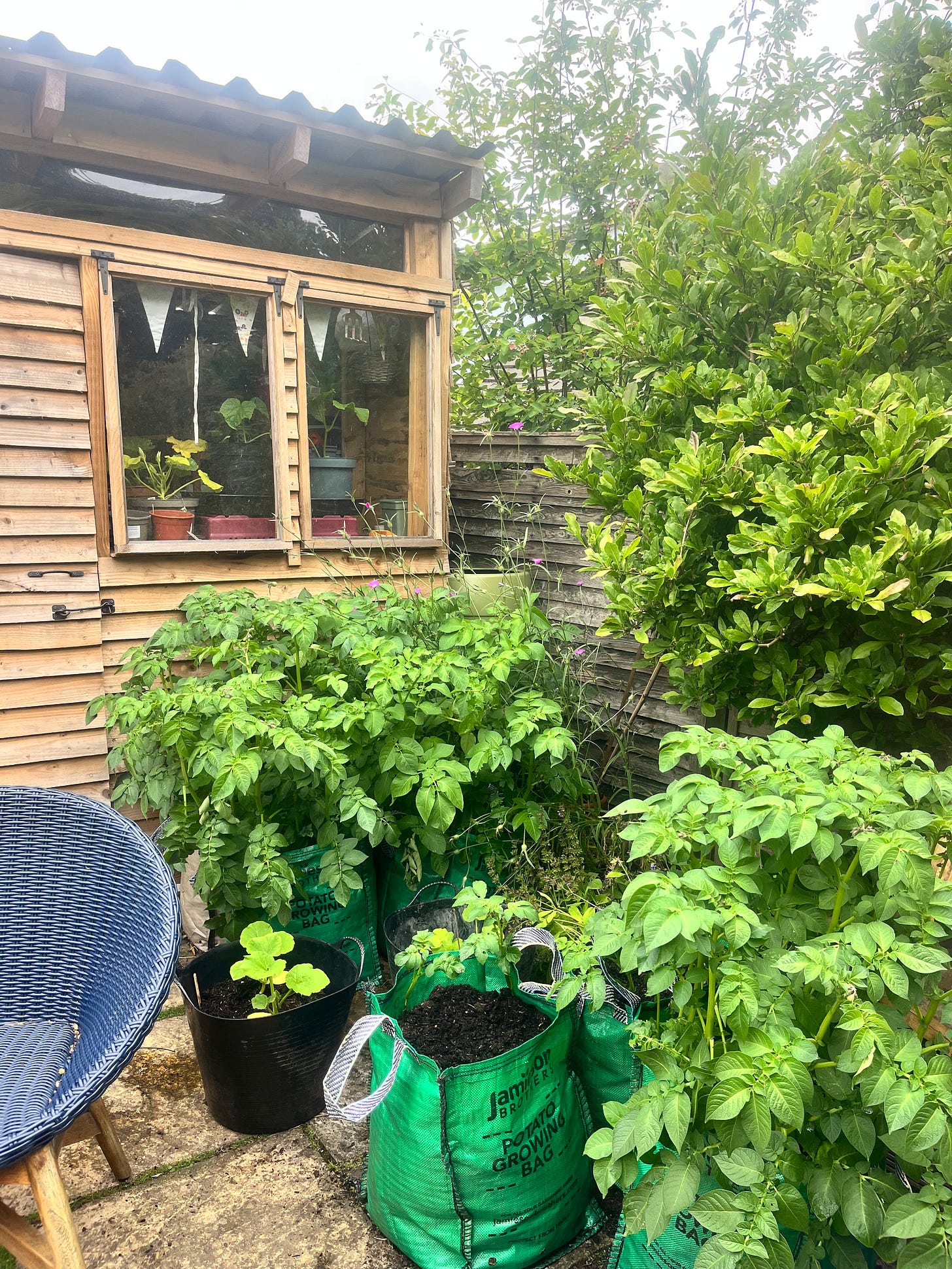 potting shed and potato sacks growing 