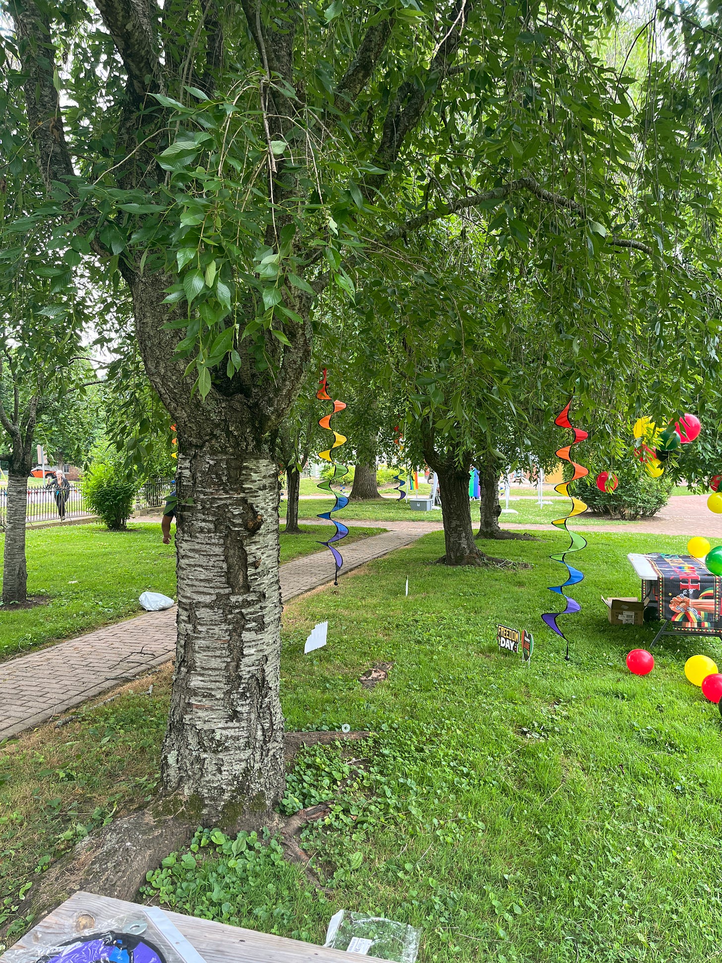A line of trees, with rainbow squiggle decorations hung from the branches