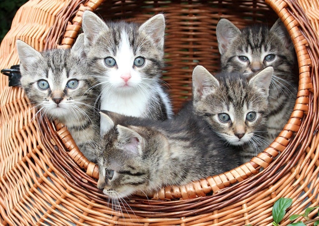 Five grey tabby kittens (one with white patches) stare at the viewer from a wicker basket.