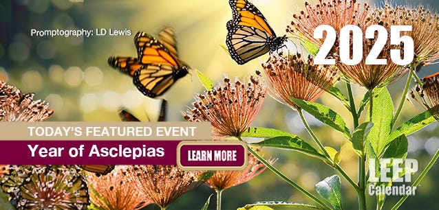 Asclepias are magnets for butterflies and other pollinators—Promptography LD Lewis.