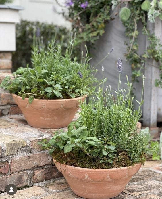 herb planters terracotta