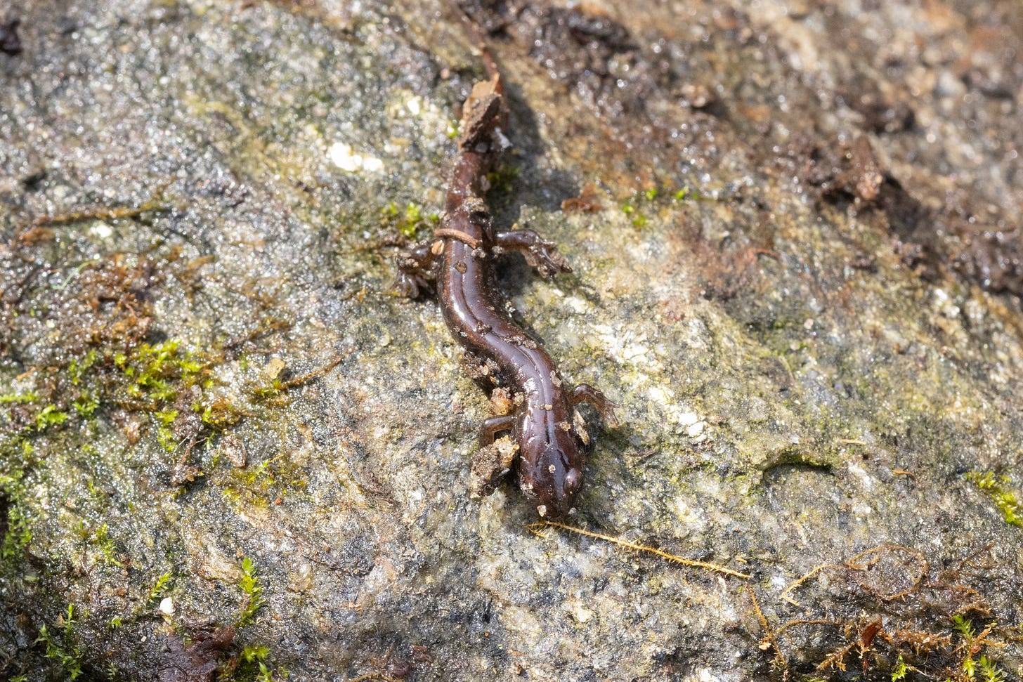 a brown-colored salamander with a big stout head sitting on a rock, seen from above.