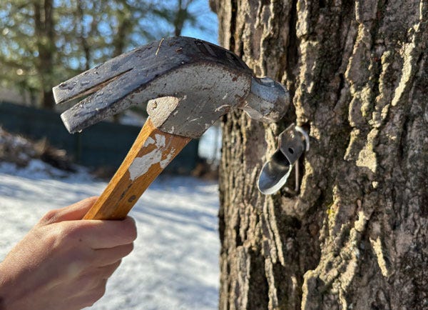 A girl's hand grips a wood handled hammer and installs a round piece of metal into a tree bark