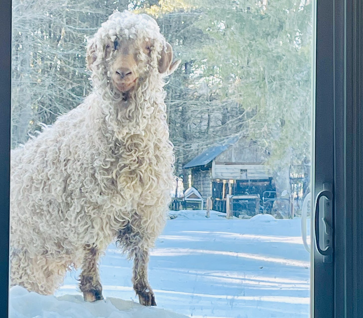 One curly haired goat stands on a snow bank staring at the camera through a sliding glass door