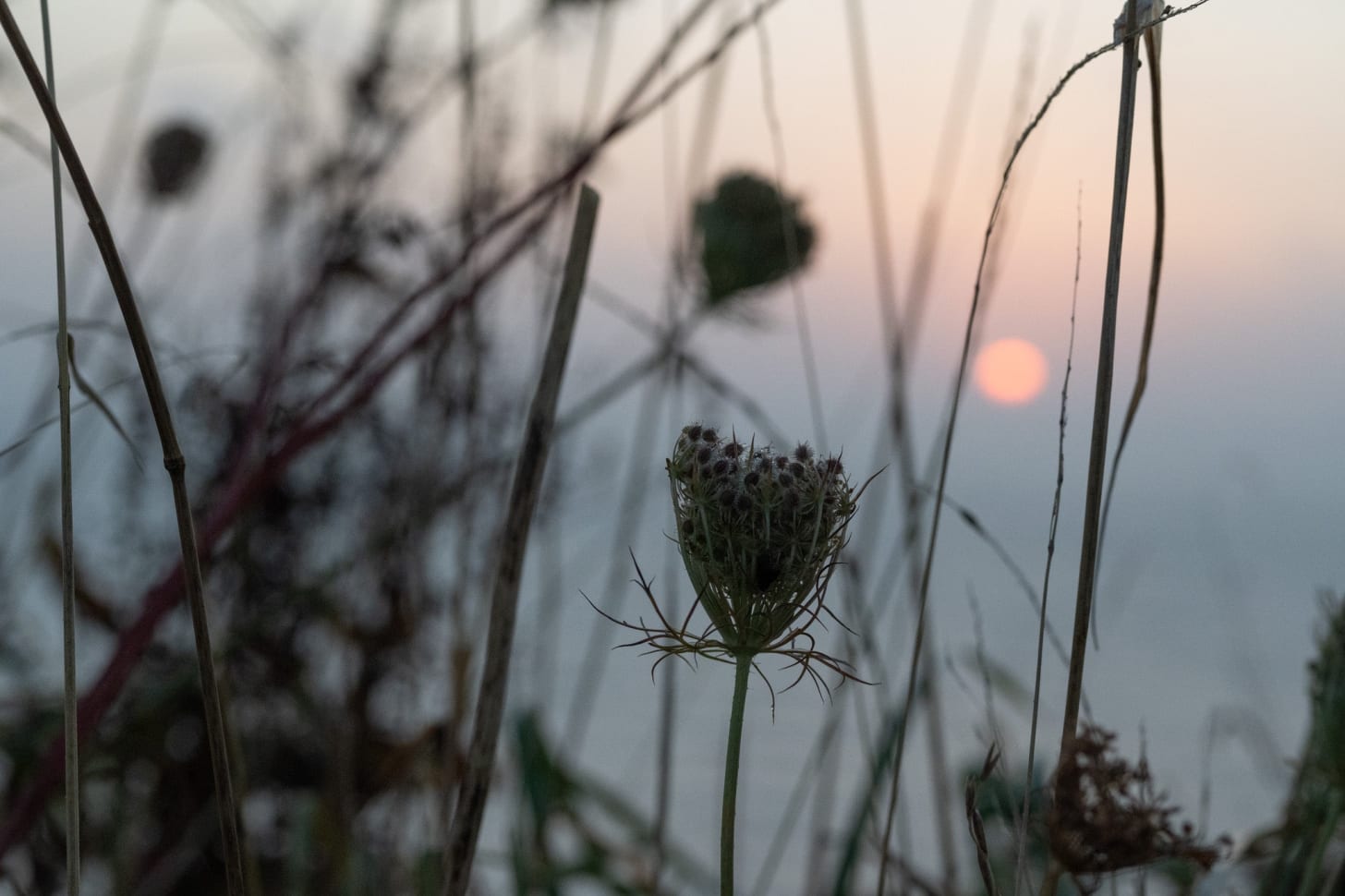 queen anne's Lace at Robin Hood's Bay at sunrise