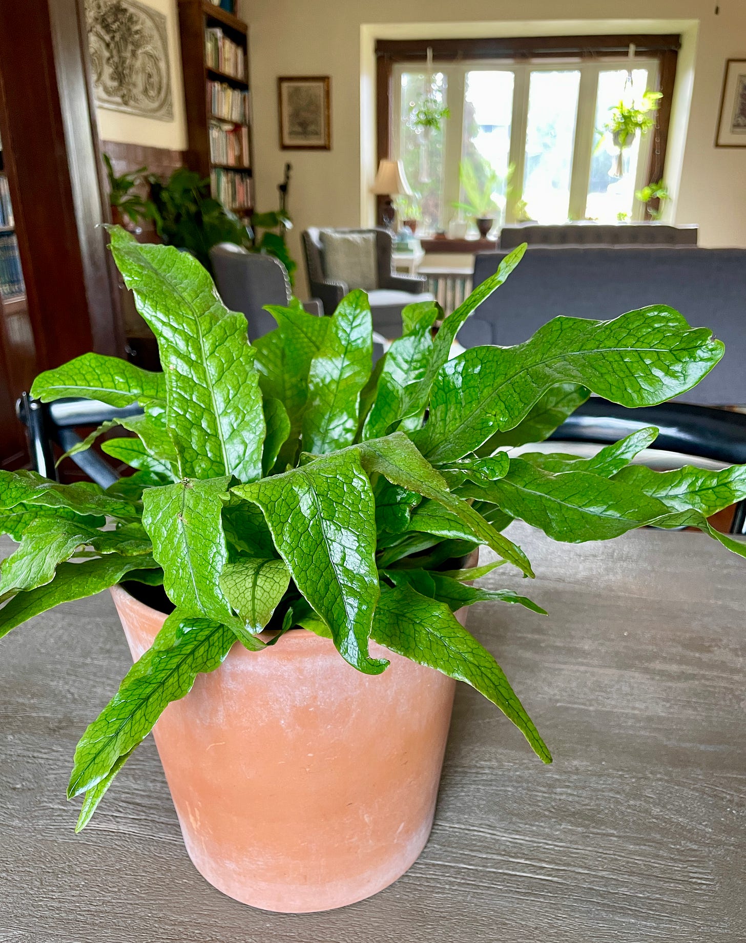 Crocodile Fern getting indirect light on our dining room table.