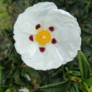 Cistus ladanifer