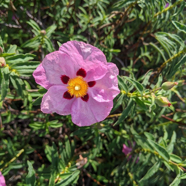Orchid Rock Rose