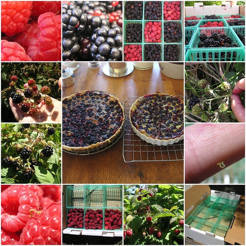 A mosaic of 13 images depicting raspberries and blackberries being picked and two resulting pies