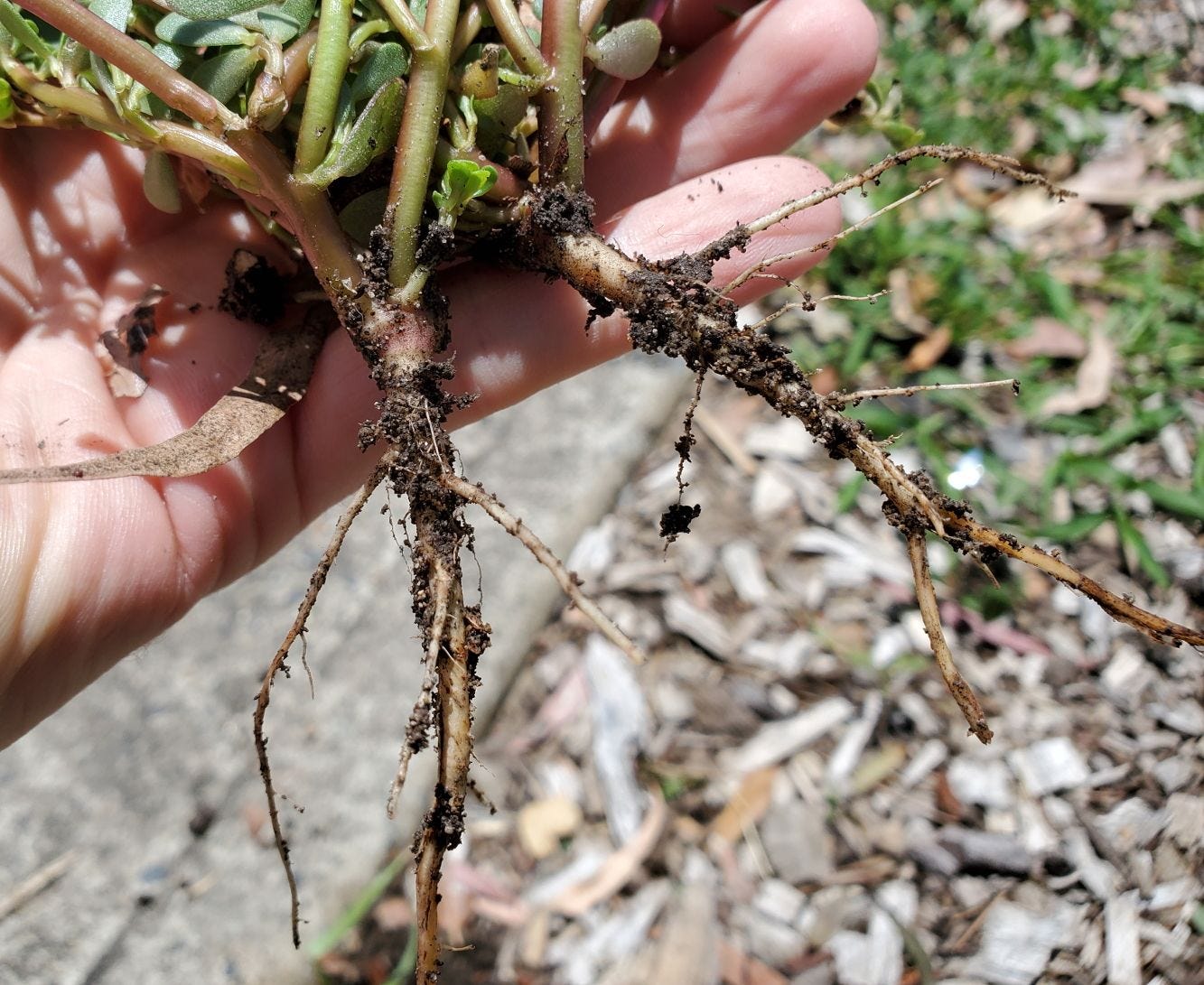 Portulaca oleracea [roots] 20221214_124656 sml.jpg