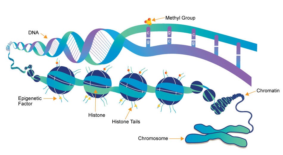 Epigenetics: Fundamentals, History, and Examples | What is Epigenetics?