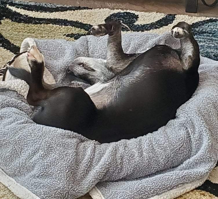A black and white dog is upside down on a grey blanket, stretching to one side with her legs in the air