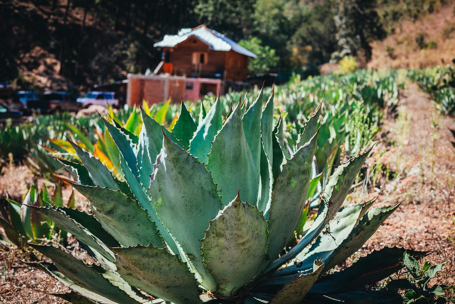 Agave plants in a field with hijuelos growing to the side. Photo Mary West via Unsplash.