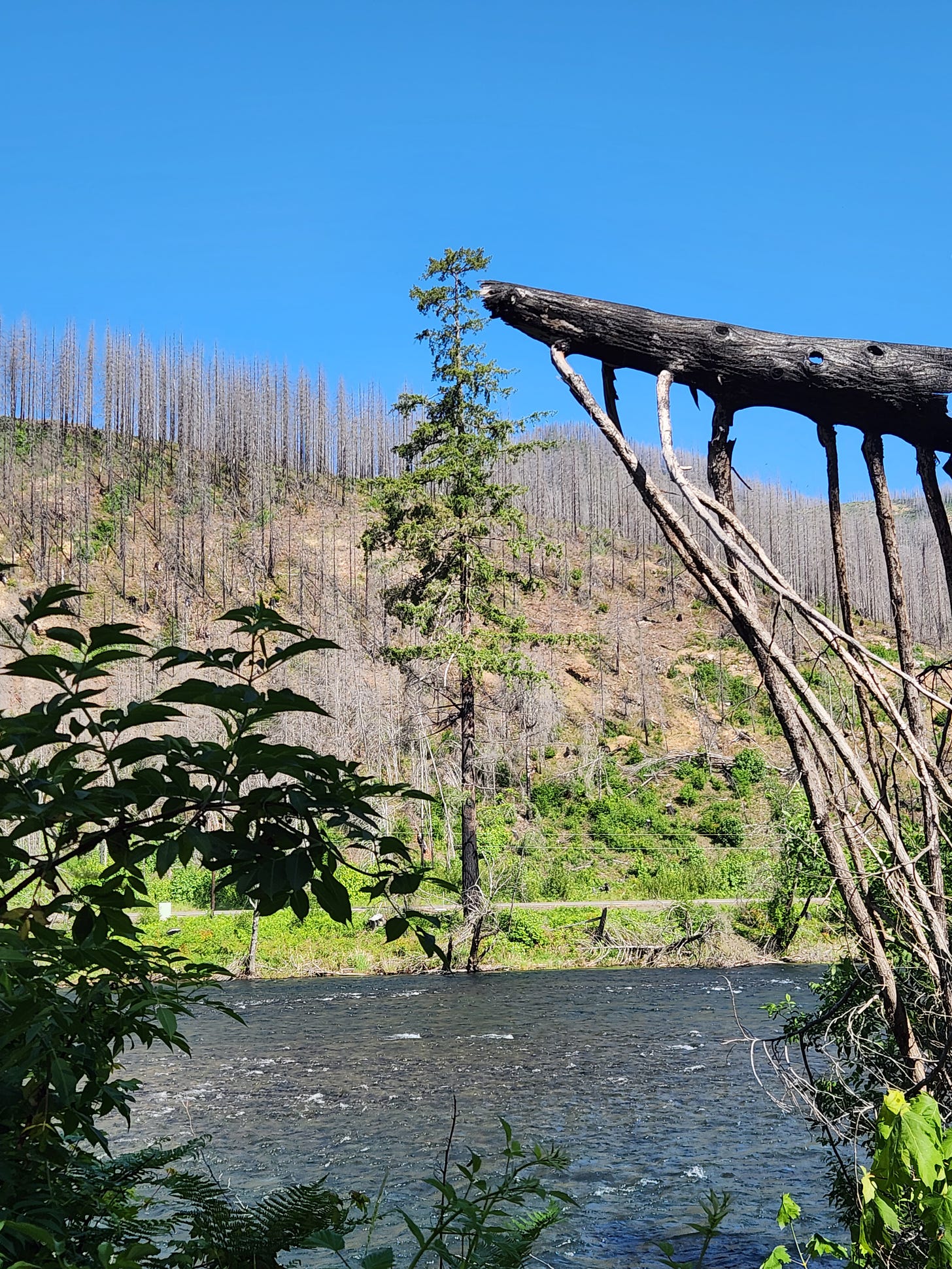river in foreground, background hillside covered in burned, dead trees, a single pine stands green in the center 