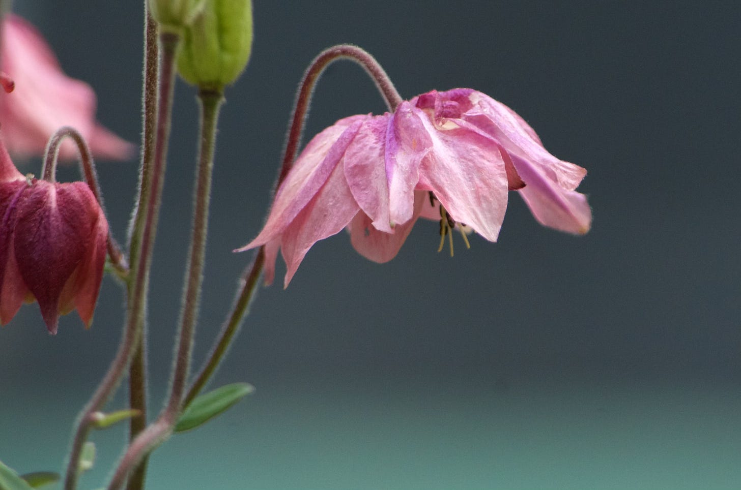 A close-up of a pink Meadow Rue blossom against a soft charcoal background.