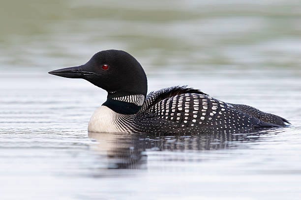 2,400+ Common Loon Stock Photos, Pictures & Royalty-Free ...