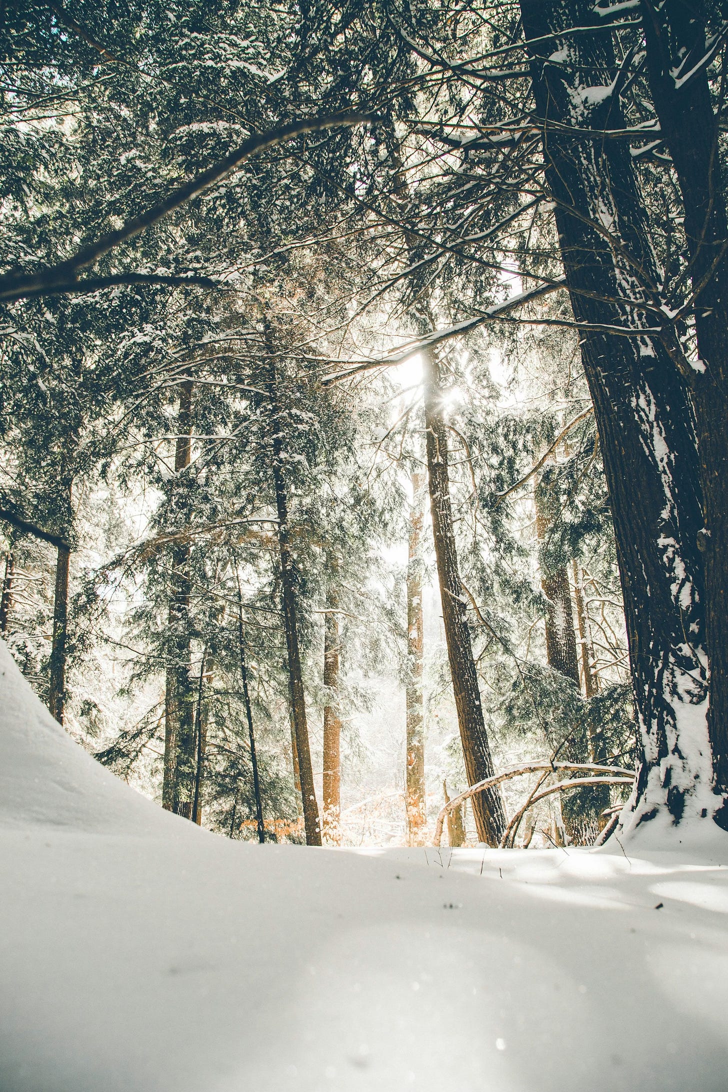 Rays of sunshine come through the trees, on the ground is freshly powdered snow.  