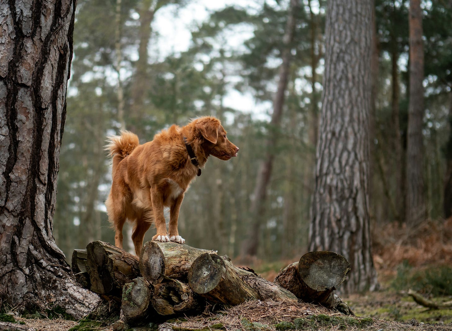 a brown dog stands on a fallen log, walking through the woods