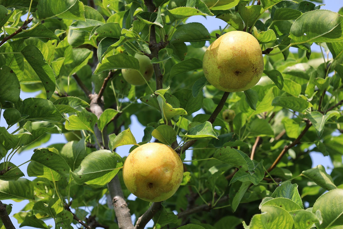 Asian pear at the farm