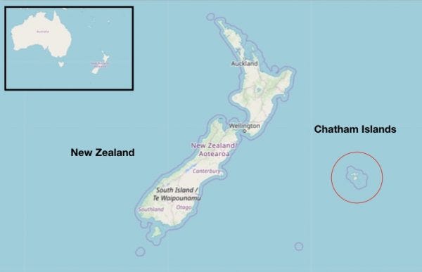 Another 50 Pilot Whales Die in Mass Stranding Near New Zealand
