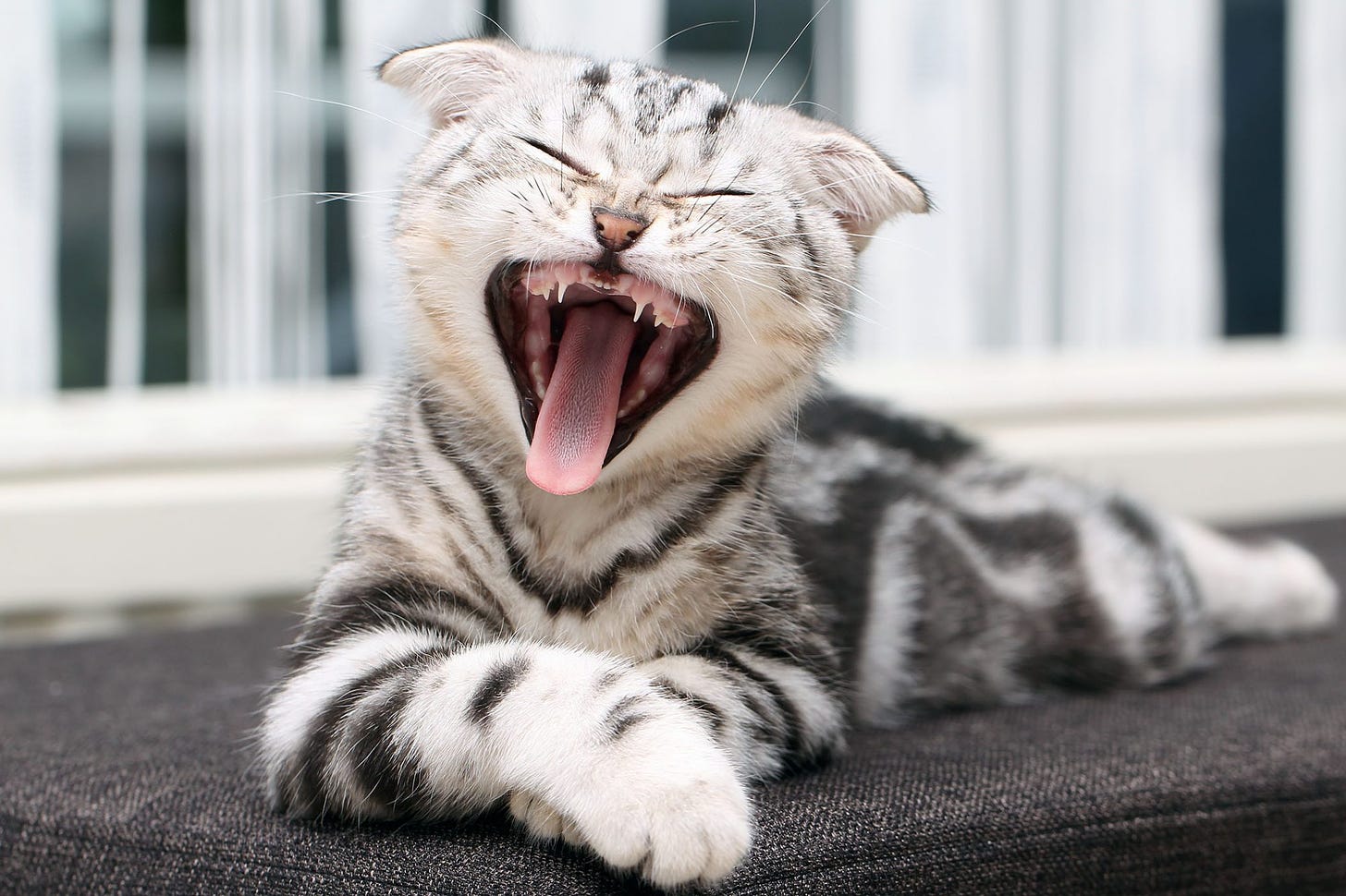 Why Do Dogs and Cats Yawn? | Daily Paws