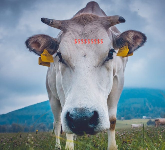 shallow focus of cow on green field