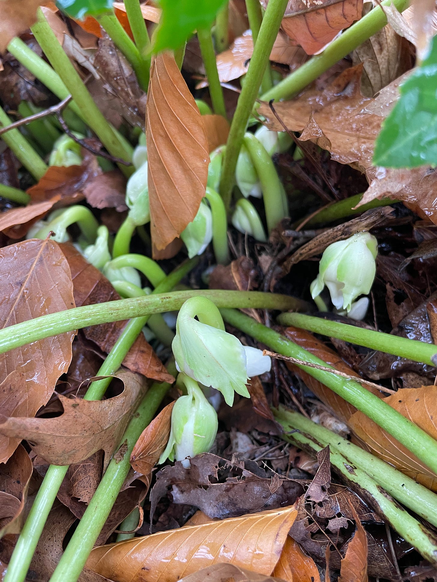 Just checking, and yes they are there! Buds of Helleborus niger are developing and will wait for a nice winter’s day. 