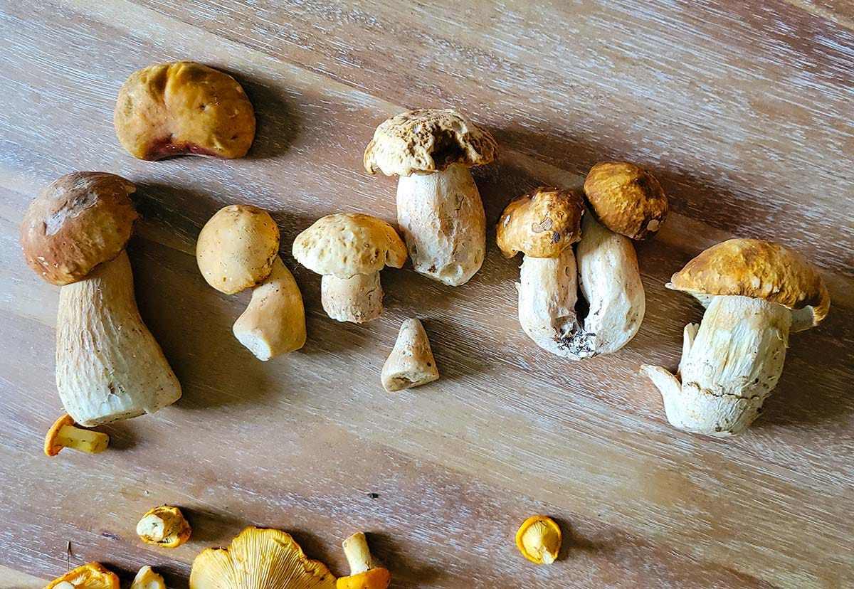 Some porcini mushrooms from Minnesota. 