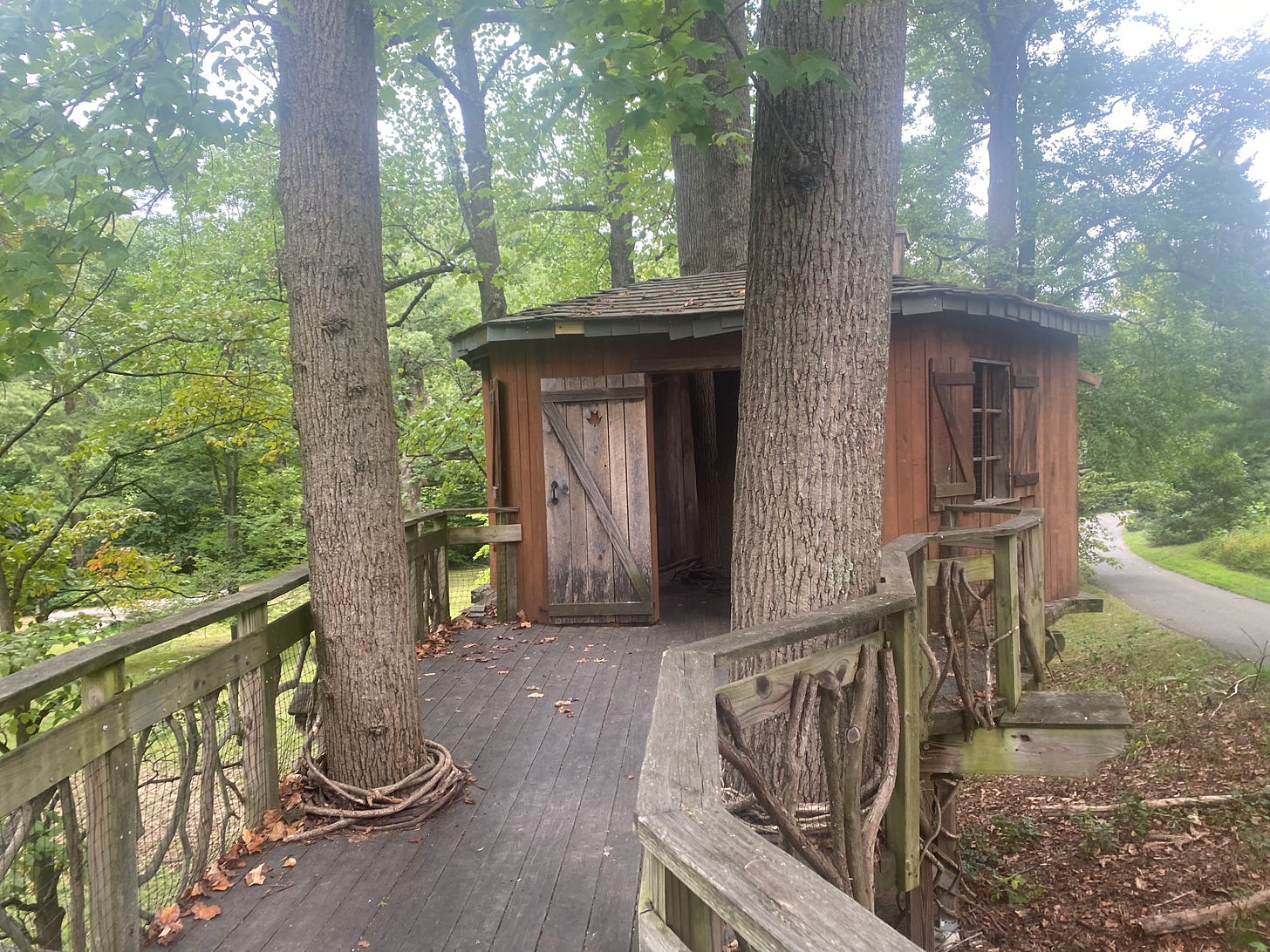 a wooden tree house set among trees, a bridge of wooden planks leading to it