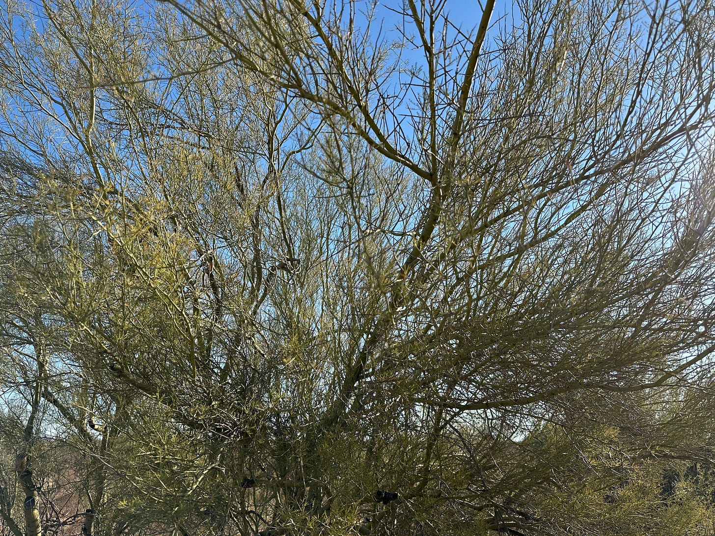 Palo verde tree during drought