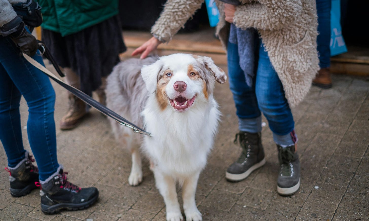 More Than Man's Best Friend: How Dogs Transform Our Health in Unexpected Ways