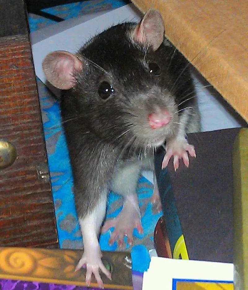 1 gray rat peeks out from under a table