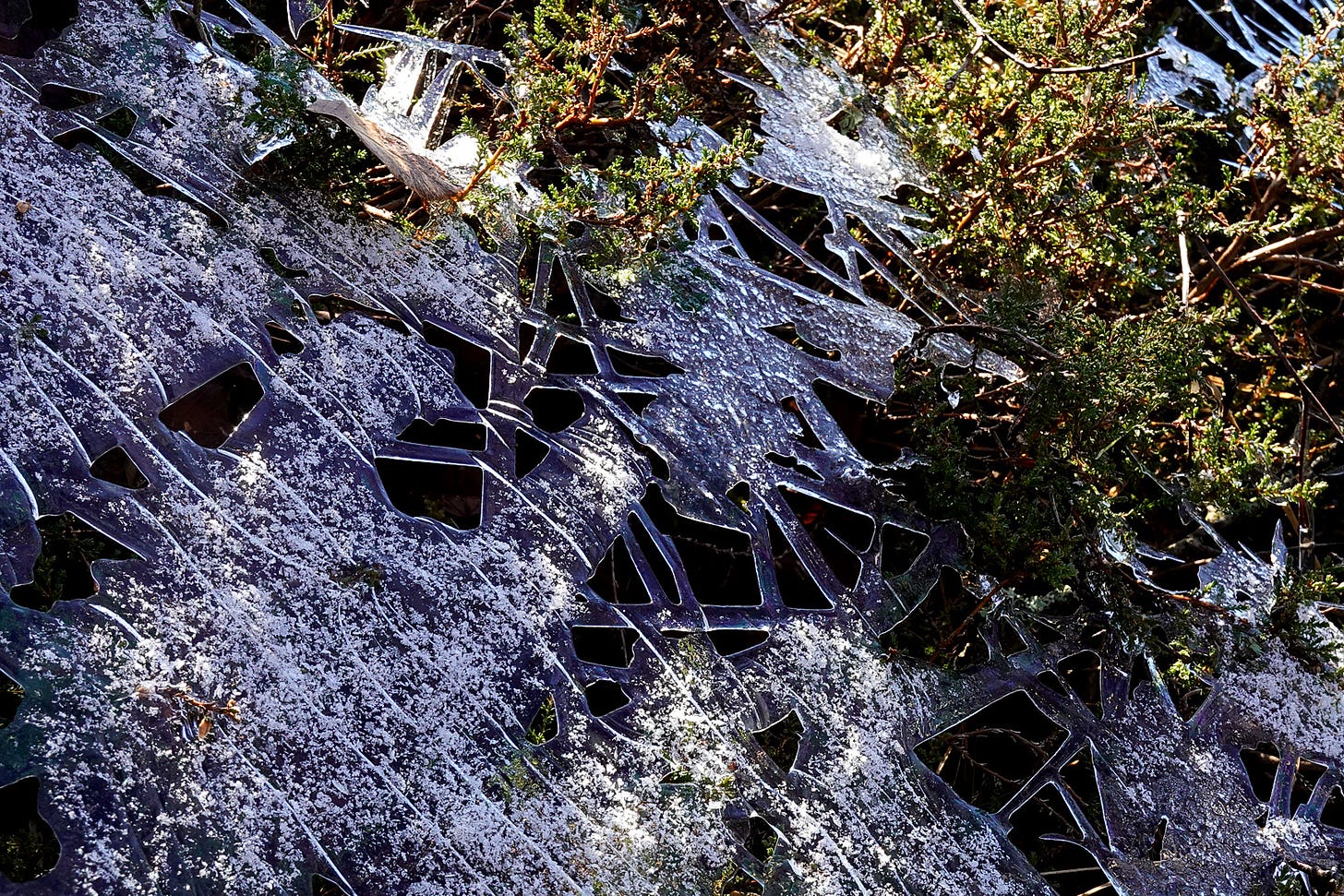 Paper thin ice suspended on heather, ice dusted with snow, lined and melting into abstract geometric shapes