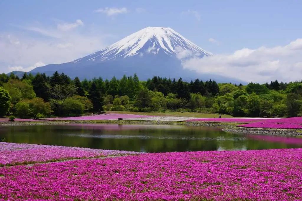 Shibazakura con el monte Fuji