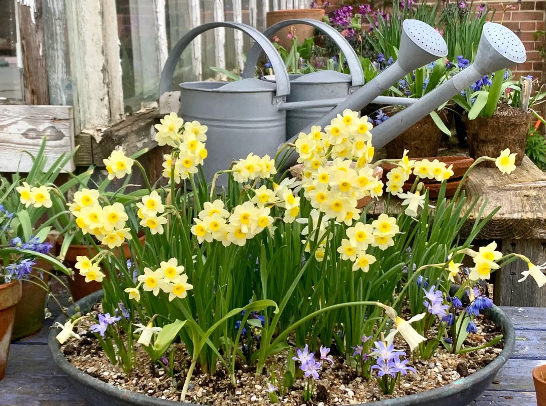 a shallow platter filled with spring bulbs in front of two steel watering cans