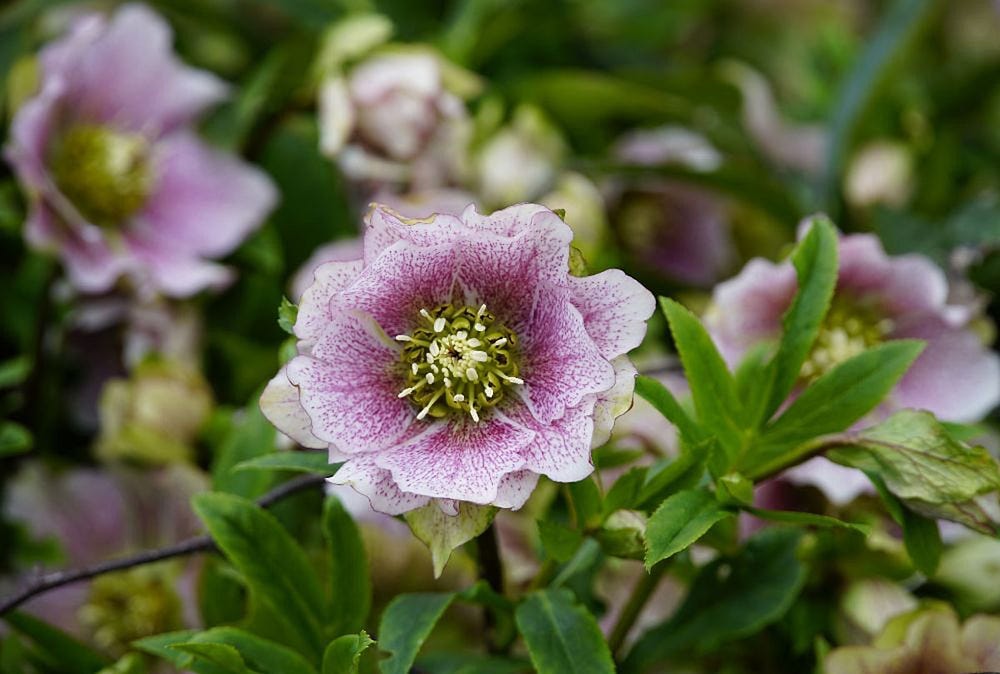 pink hellebore flower