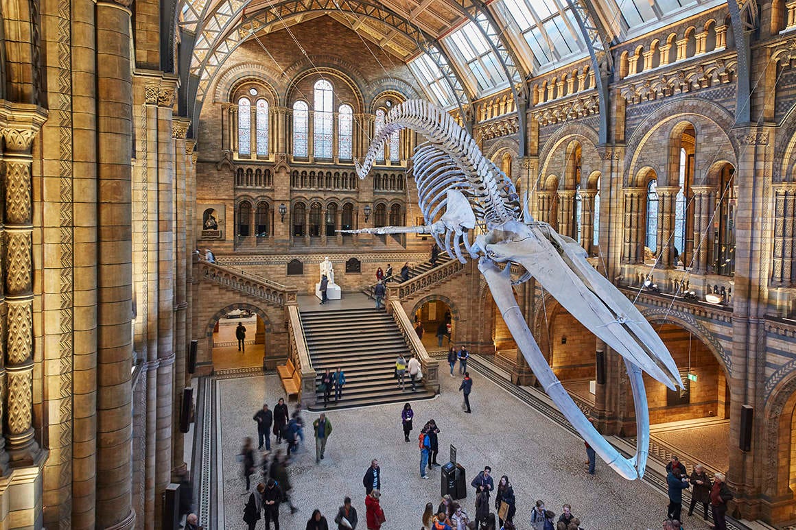 imagen de la sala central de Museo de Historia Natural de Londres en la que cuelga el esqueleto de una inmensa ballena