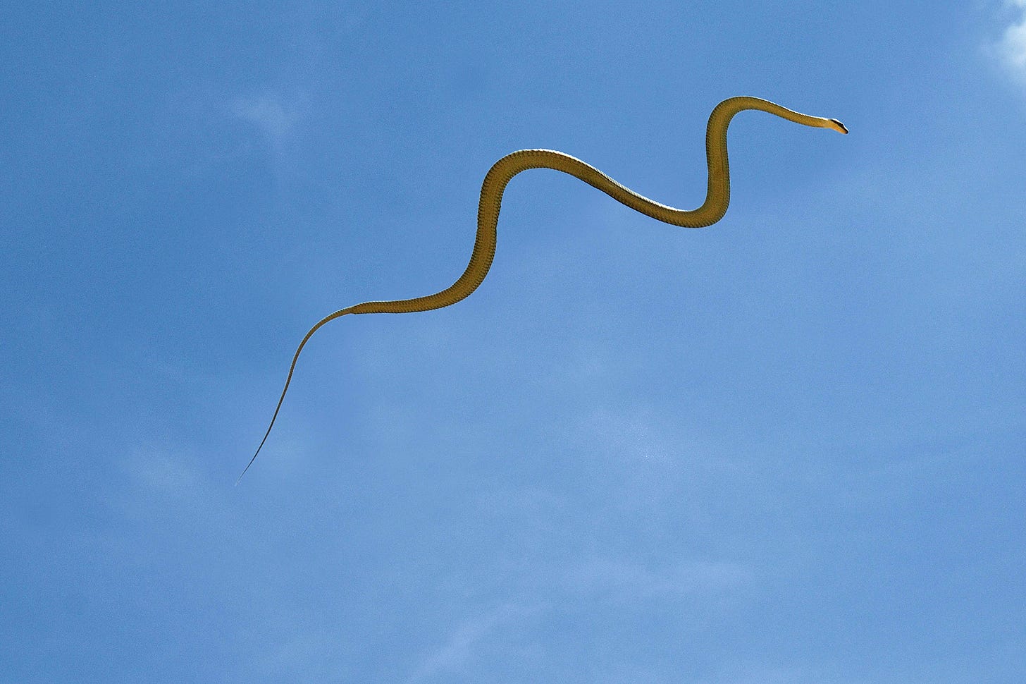 Mystery of how flying snakes move is solved by scientists