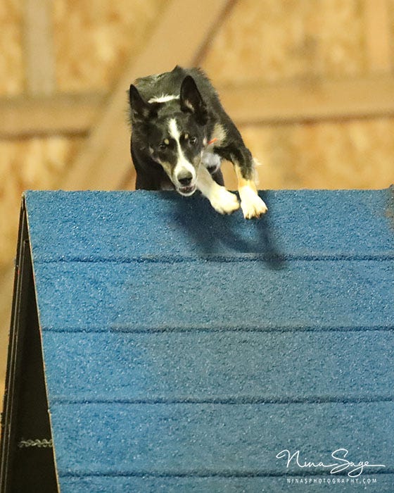 Dog performing A-frame