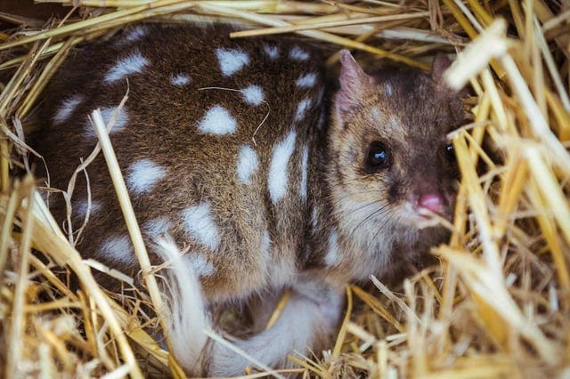 r/australianwildlife - The eastern quoll is capable of catching prey almost as large as itself.  (Supplied: Annette Ruzicka) 