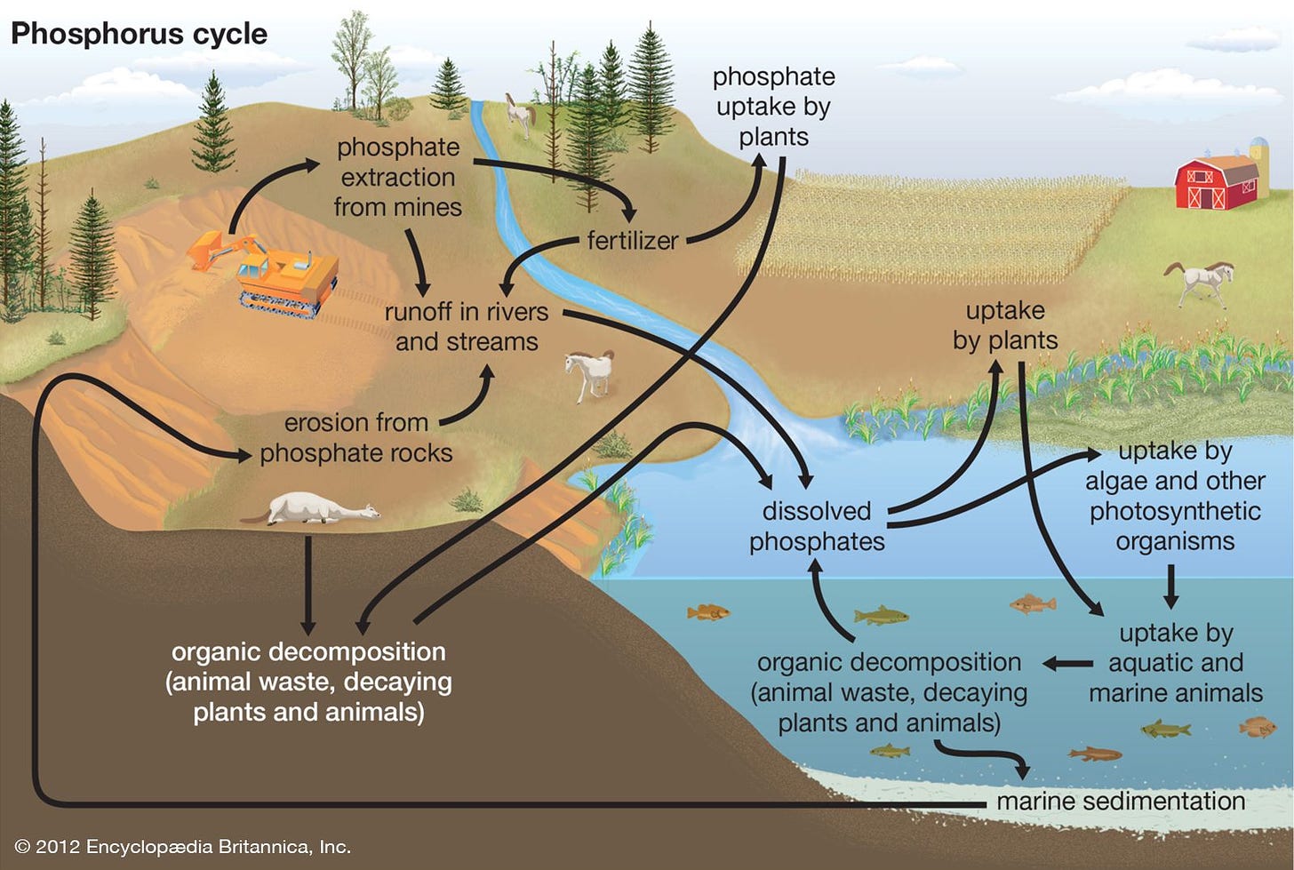 Eutrophication | Definition, Types, Causes, & Effects | Britannica