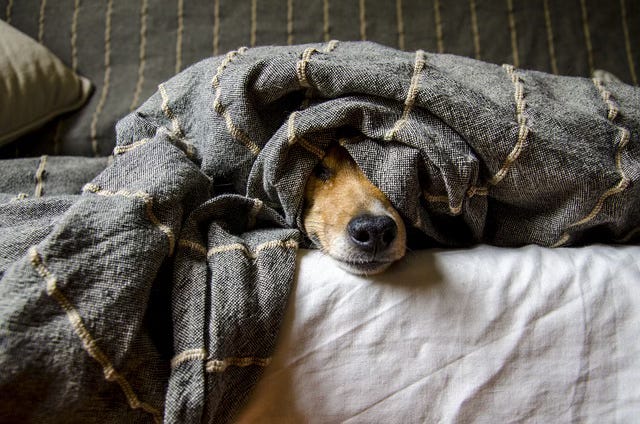 dog under covers