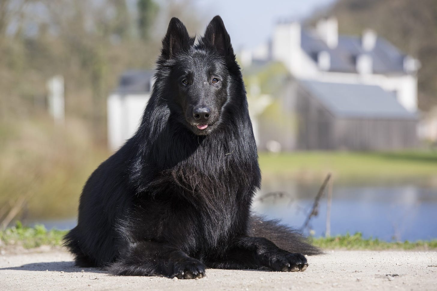 The Cutest Black Dog Breeds to Adopt in 2021 | Reader's Digest