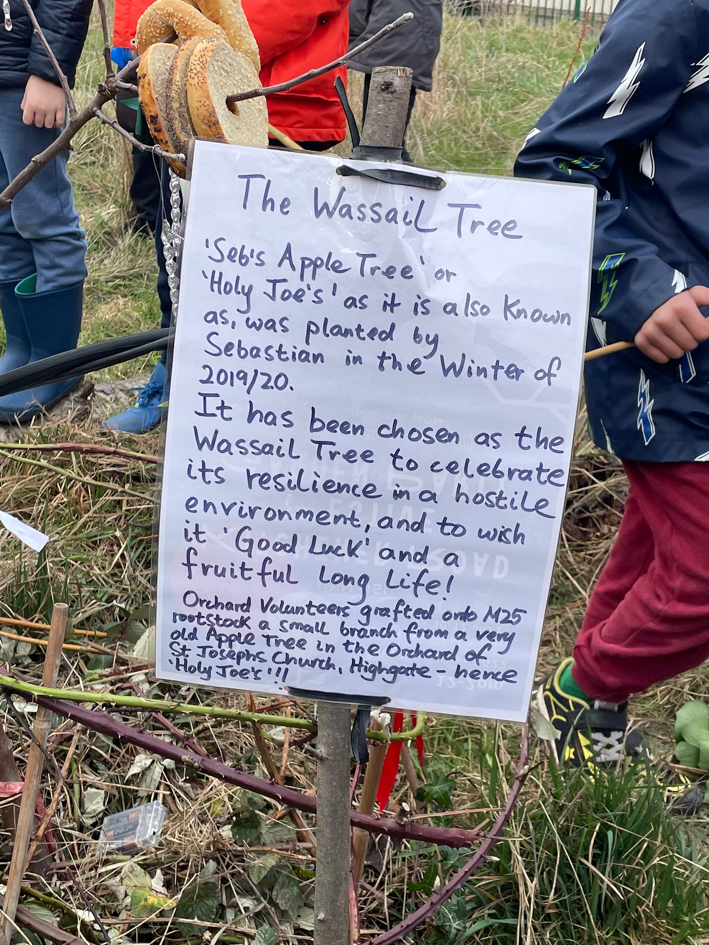 Text on a sign attached to a tree: The Wassail Tree. Seb's Apple Tree, or Holy Joe's as it is also known, was planted by Sebastian in the Winter of 2019/2020. It has been chosen as the Wassail Tree to celebrate its resilience in a hostile environment, and to wish it Good luck and a fruitful young life!