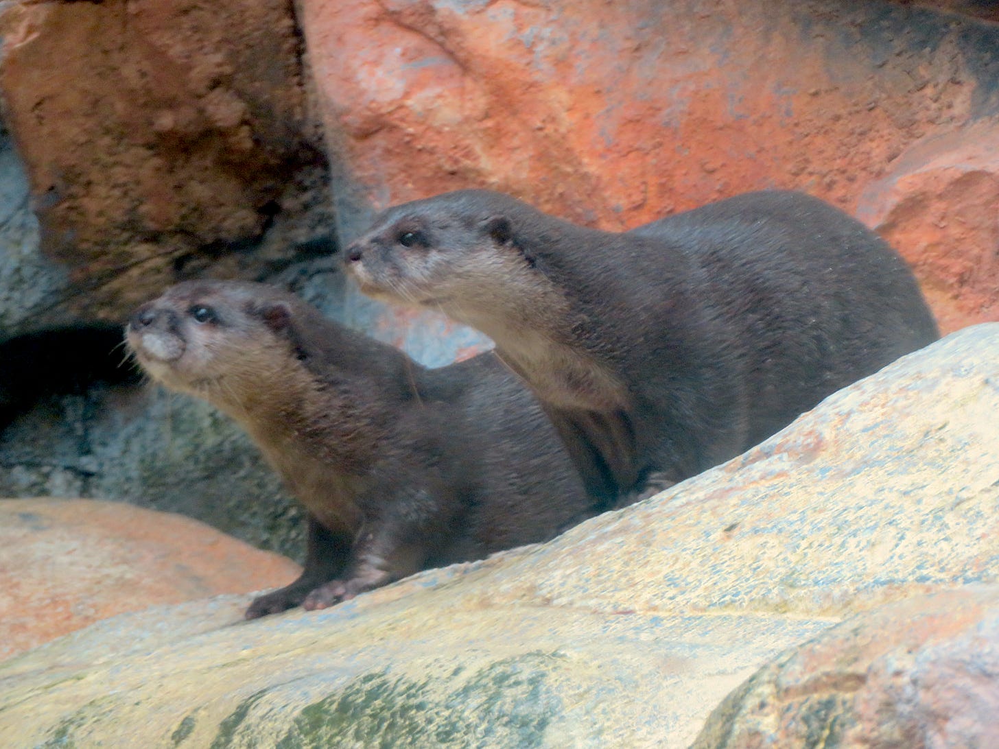 Asian small-clawed otters (Aonyx cinerea) in Gifu World Fresh Water Aquarium